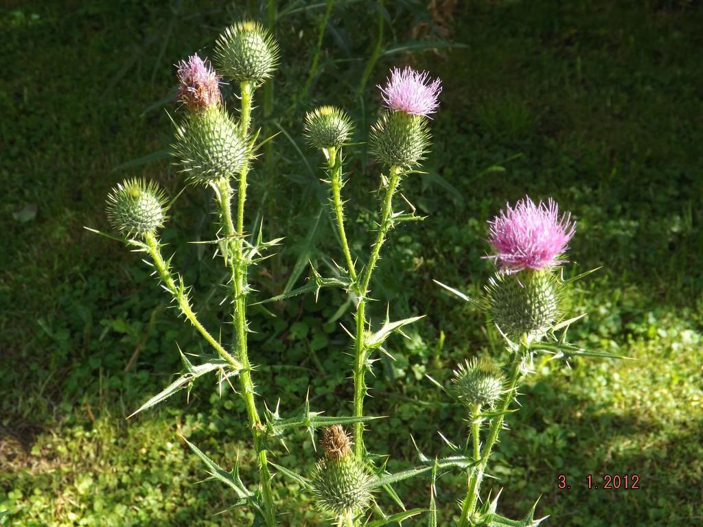 B&B Sol Fiori Agordo Eksteriør bilde