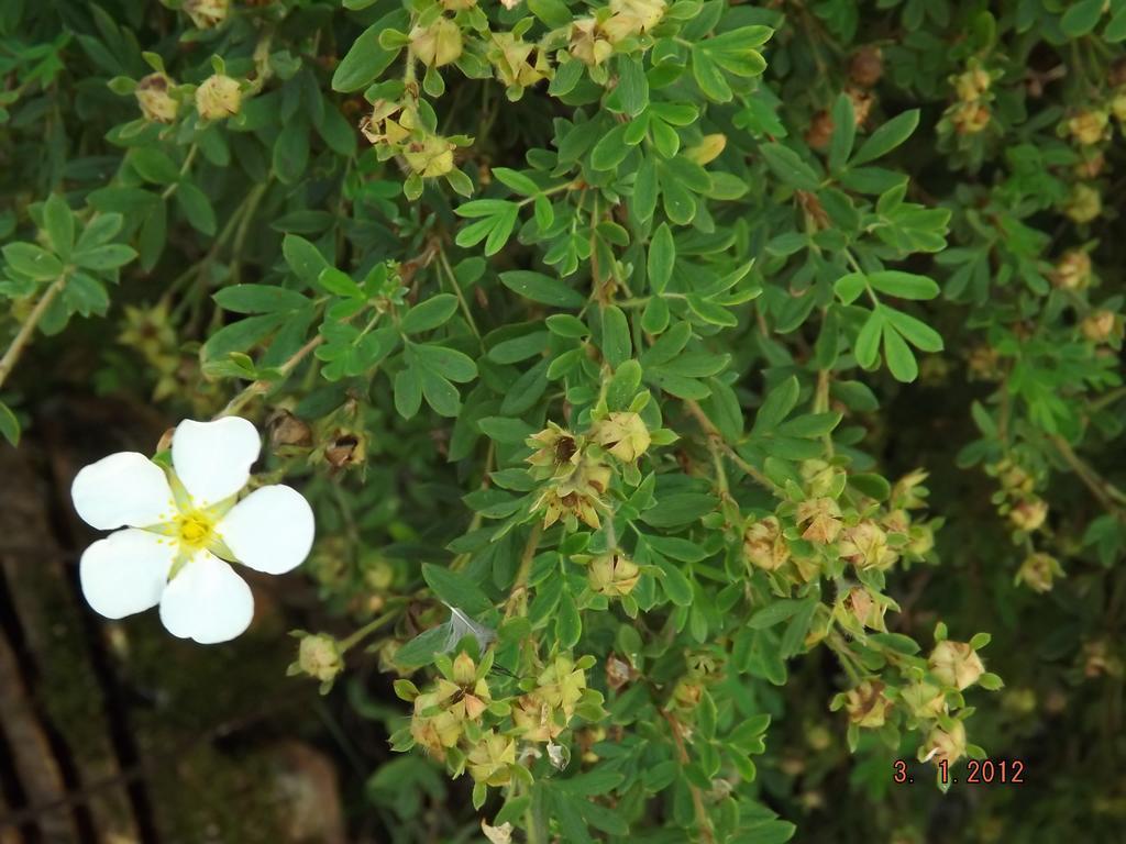 B&B Sol Fiori Agordo Eksteriør bilde