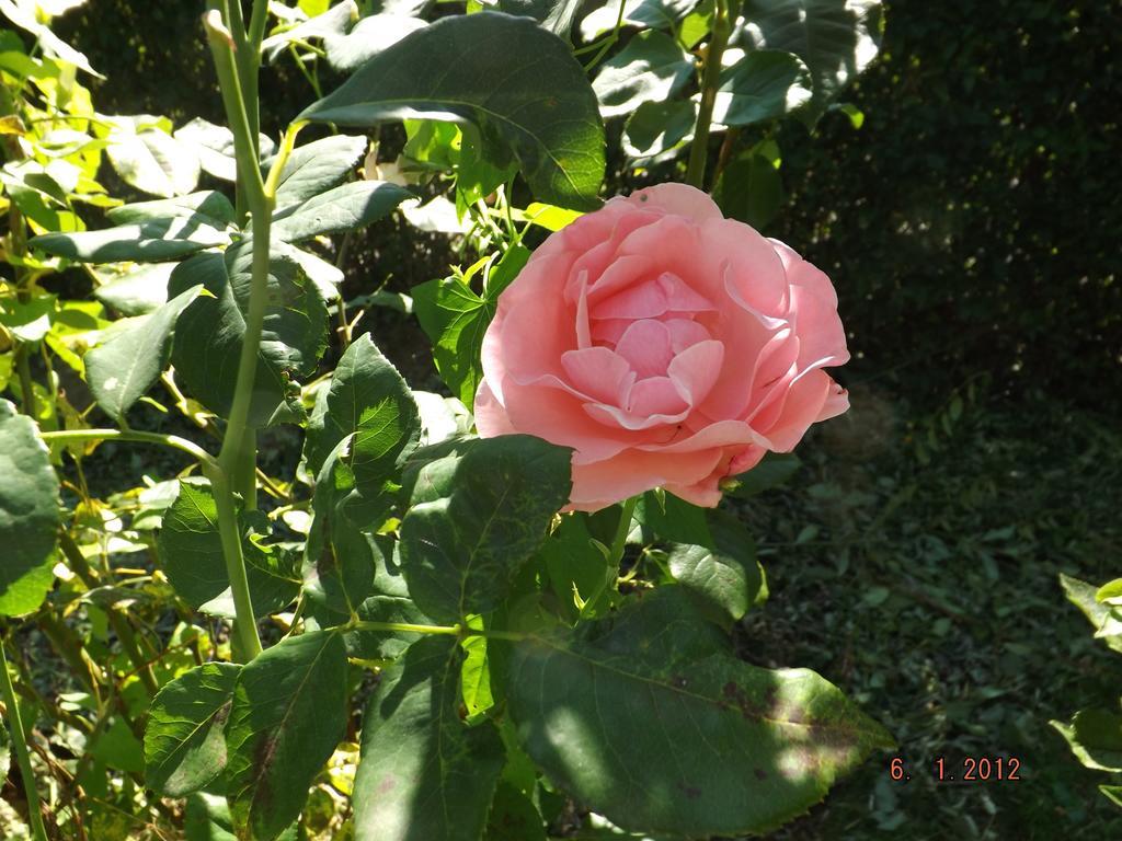 B&B Sol Fiori Agordo Eksteriør bilde