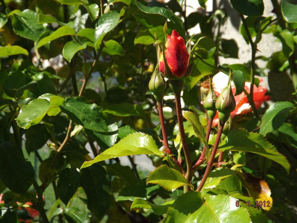 B&B Sol Fiori Agordo Eksteriør bilde