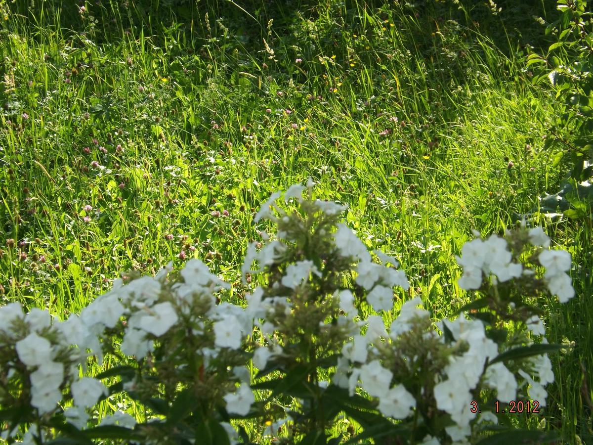 B&B Sol Fiori Agordo Eksteriør bilde